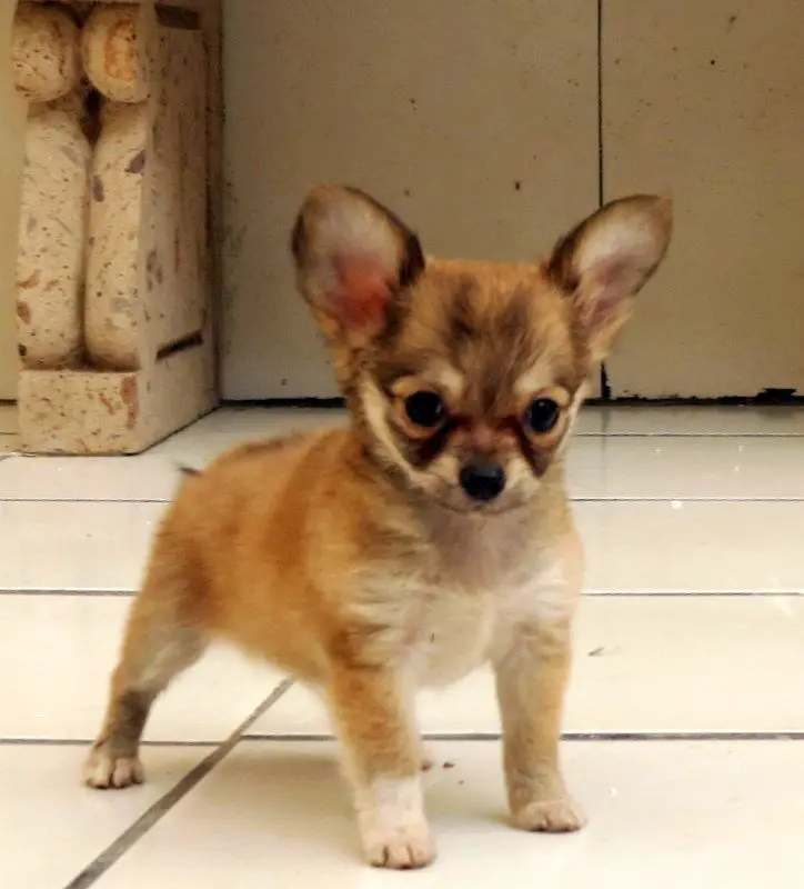 A Toy Chihuahua puppy standing on the floor