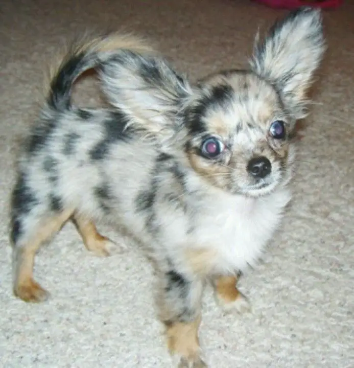 A Toy Chihuahua standing on the floor