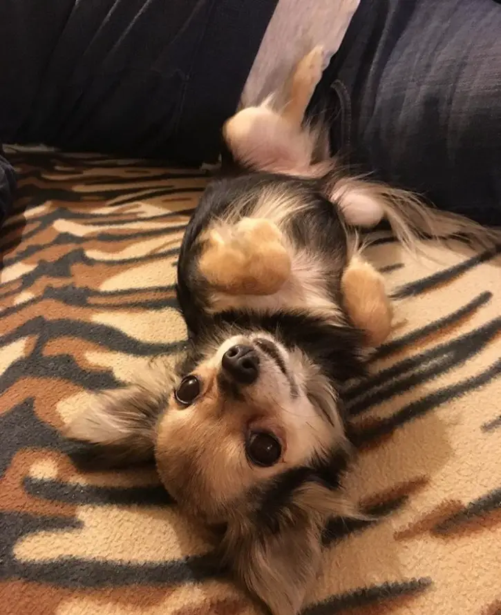 A Toy Chihuahua lying on its back on the couch