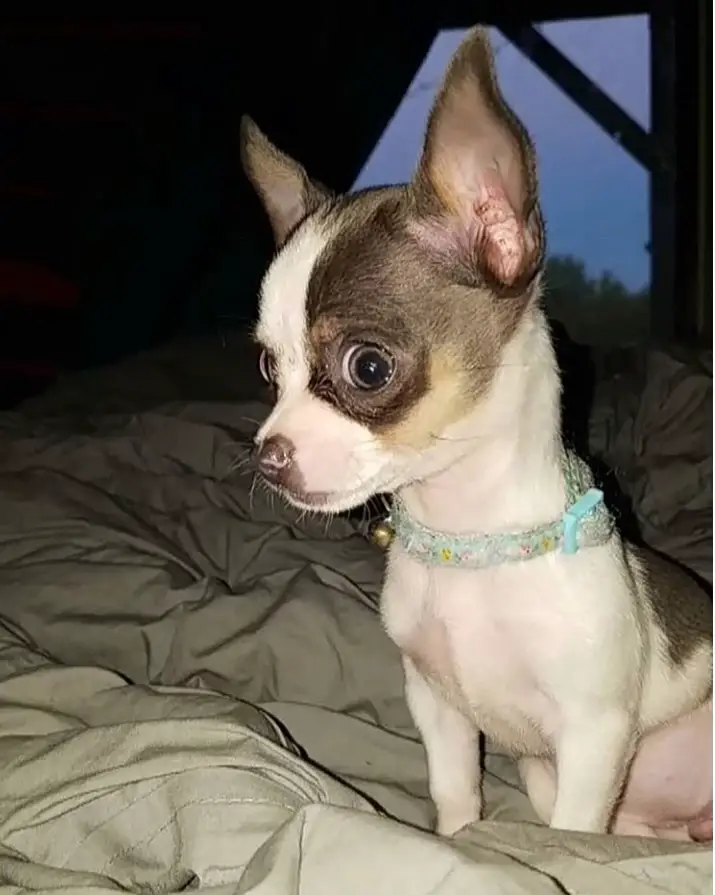 A Toy Chihuahua sitting on top of the bed