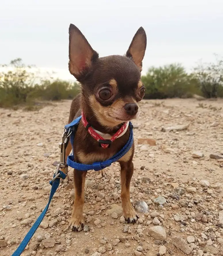 A Toy Chihuahua standing on the ground
