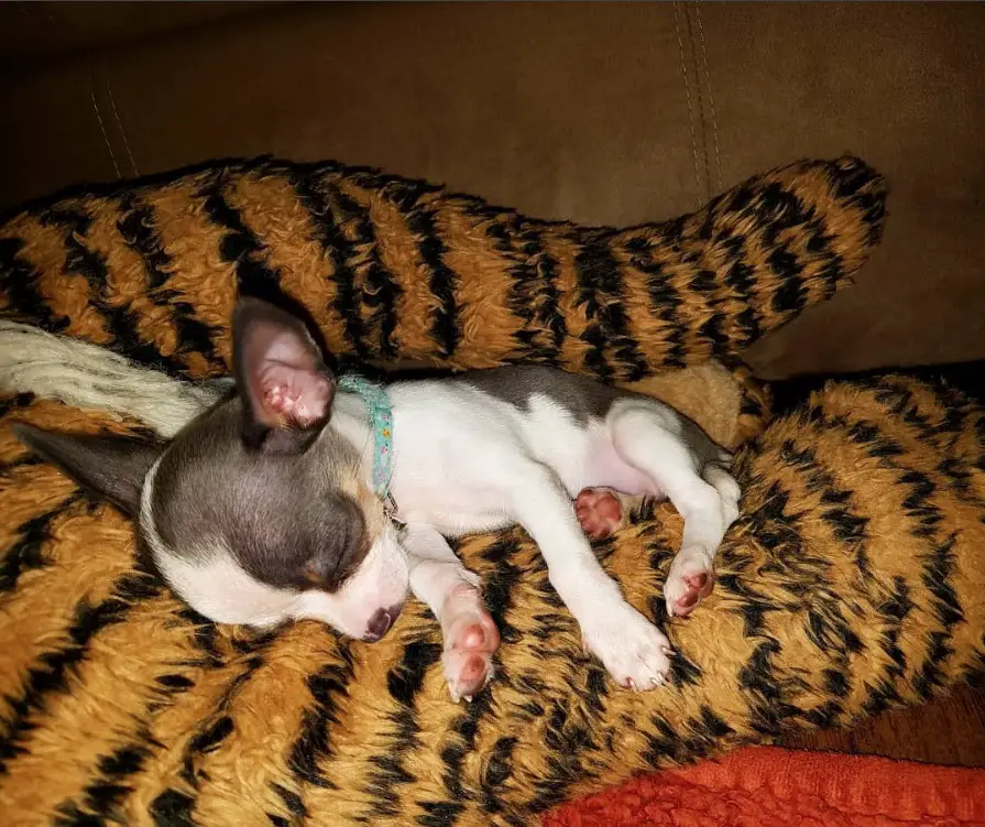 A Toy Chihuahua sleeping on top of a tiger stuffed toy