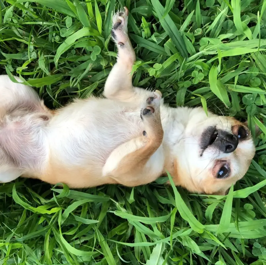 A Toy Chihuahua lying on its back in the grass