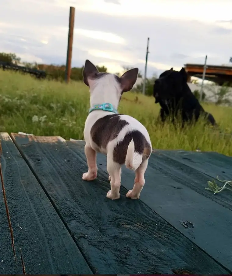 A Toy Chihuahua standing on top of the wooden floor