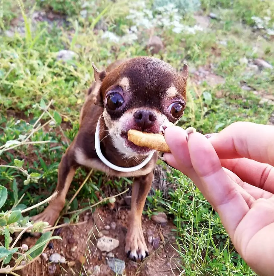 A Toy Chihuahua standing on the ground while eating its treat