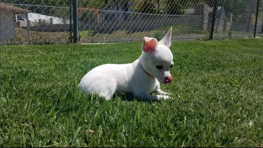 A White Chihuahua lying in the yard