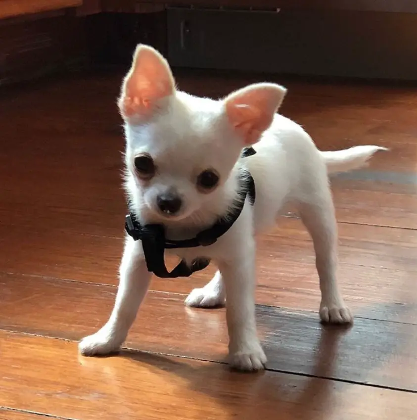 A cute White Chihuahua standing on the floor