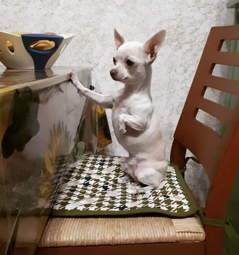 A White Chihuahua sitting at the table with its begging face