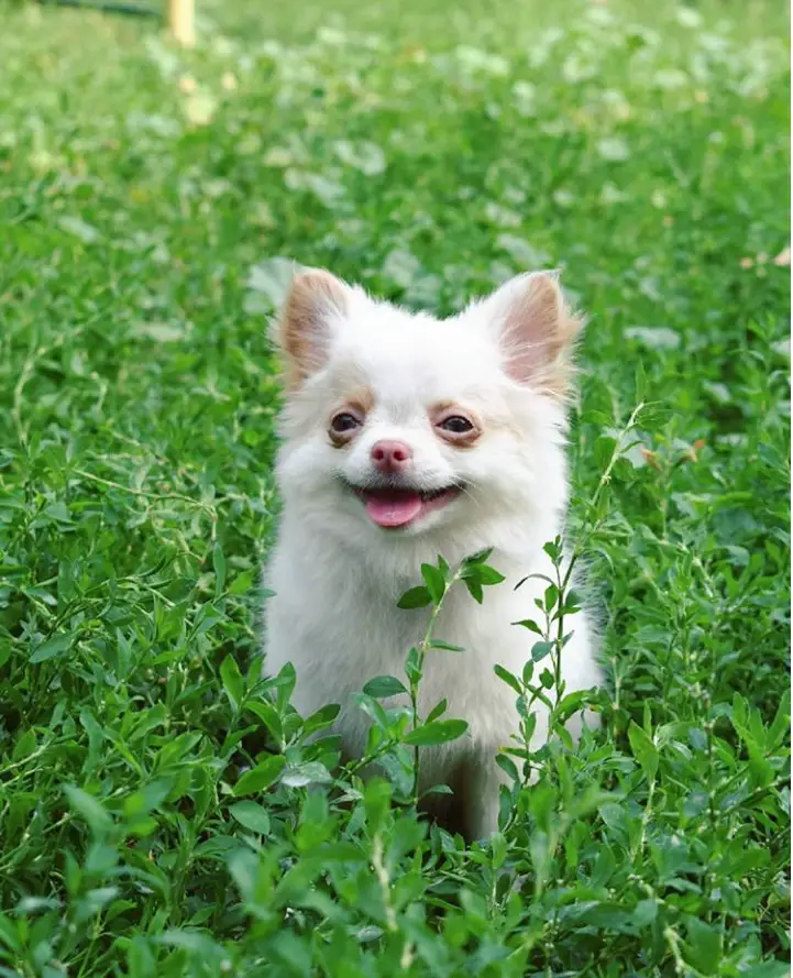 A White Chihuahua sitting in the field