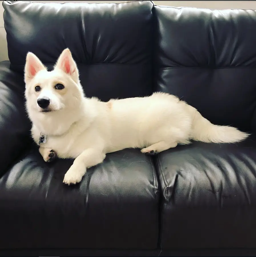 White Corgi Husky mix lying on the couch