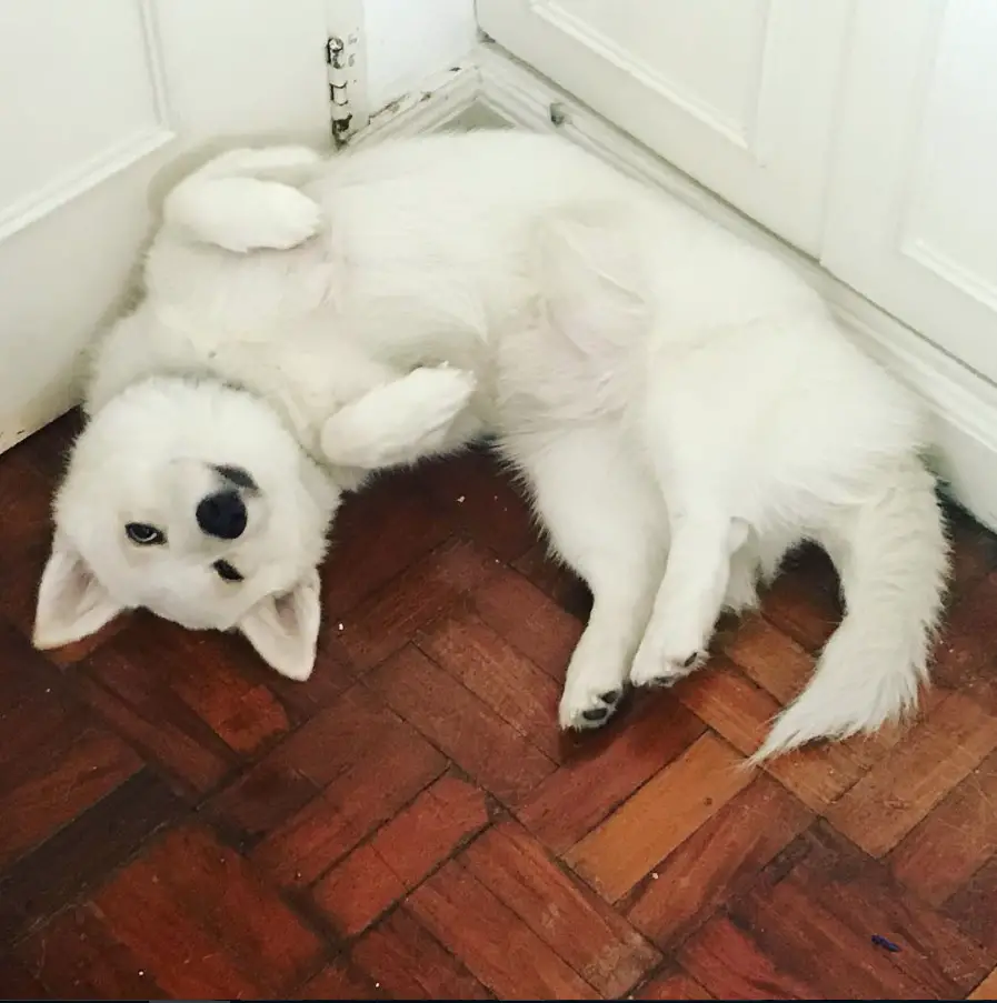 White Husky Corgi mix lying on the corner