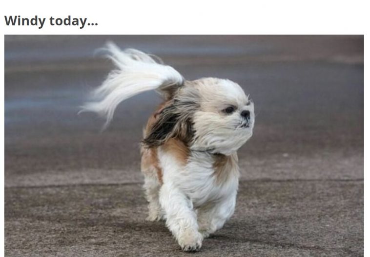 A shih tzu walking in the street with wind blowing on its face photo with caption - Windy today...
