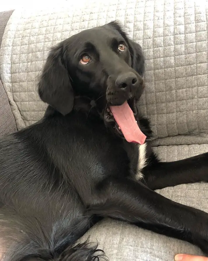 A Black Golden Retriever lying on the couch while yawning