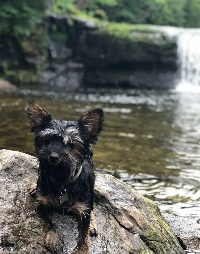 wet Chorkie with black and brown fur color lying on top of the big rock in the water