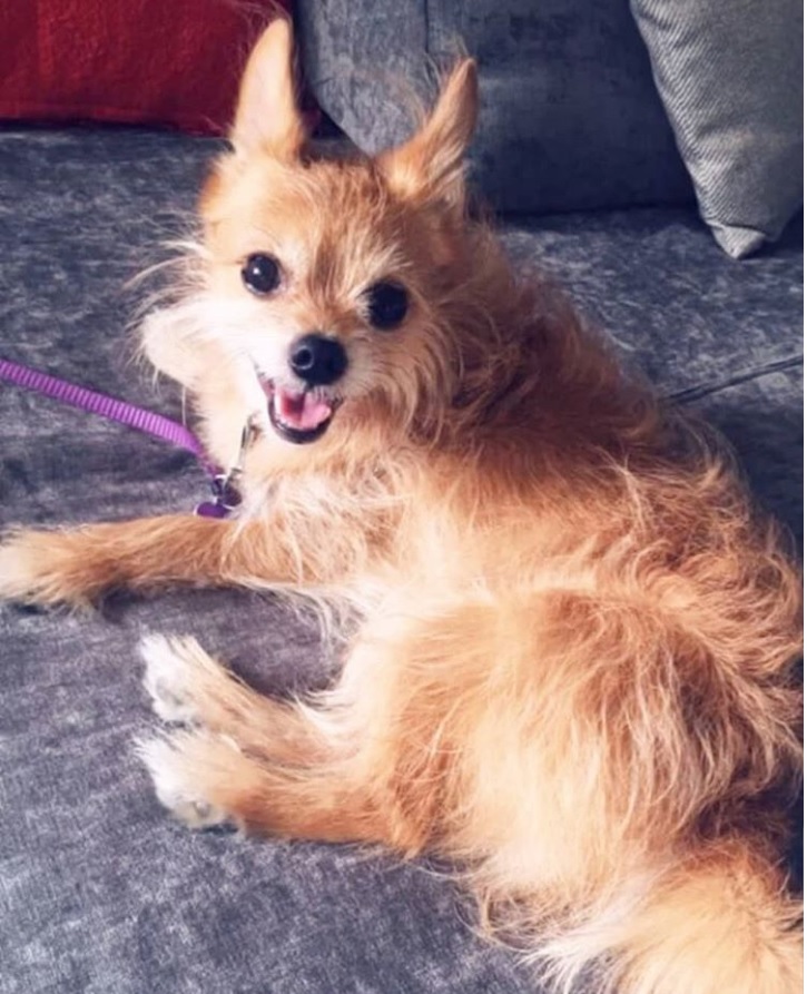 red Chorkie lying on the couch