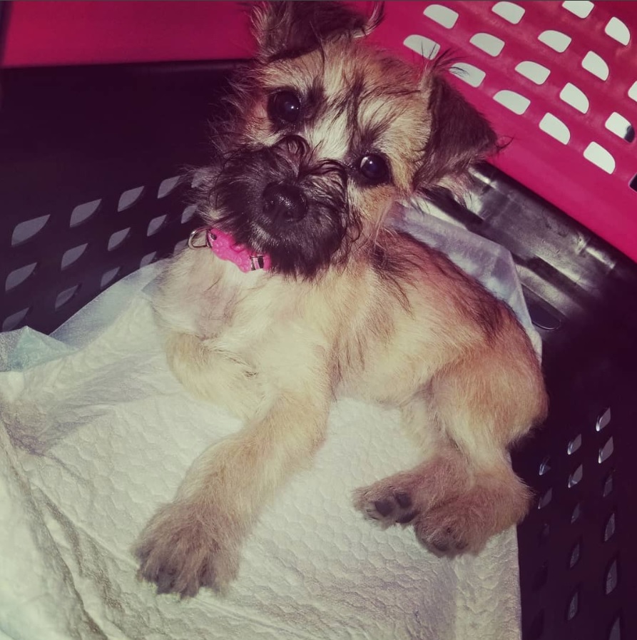 tan Chorkie with brown muzzle and ears fur color lying inside its basket bed