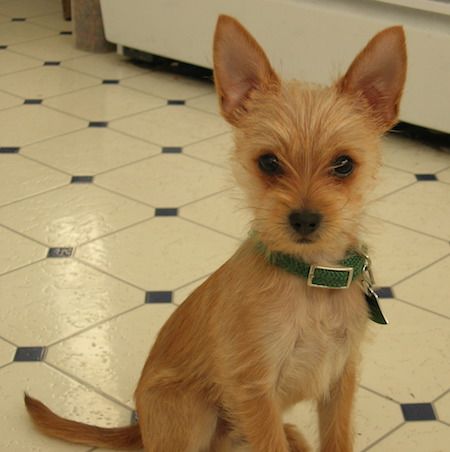 champagne colored Chorkie sitting on the floor