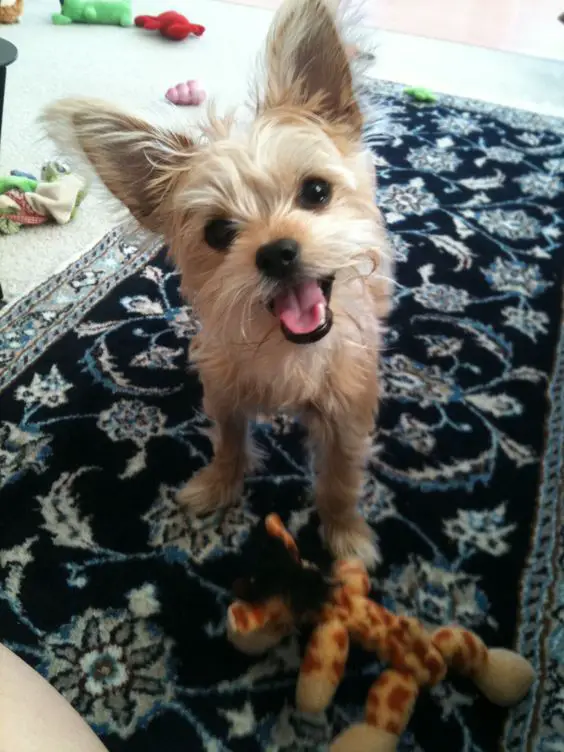 cream Chorkie standing on the carpet with its happy face