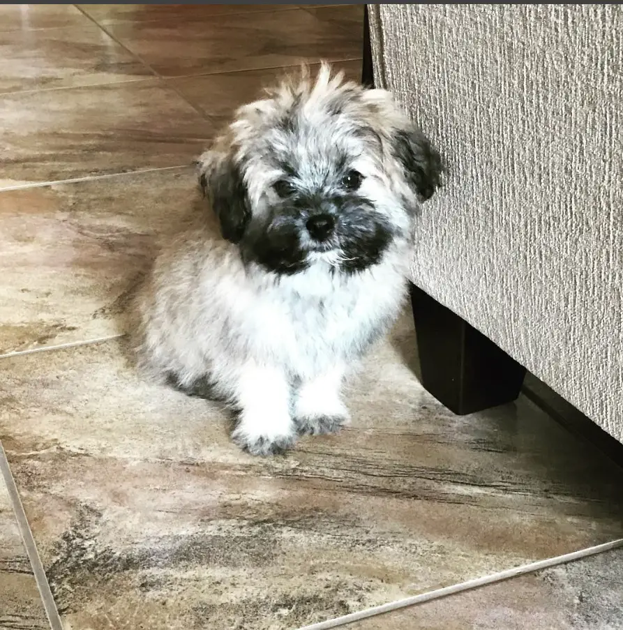 A Yorkipom puppy sitting on the floor