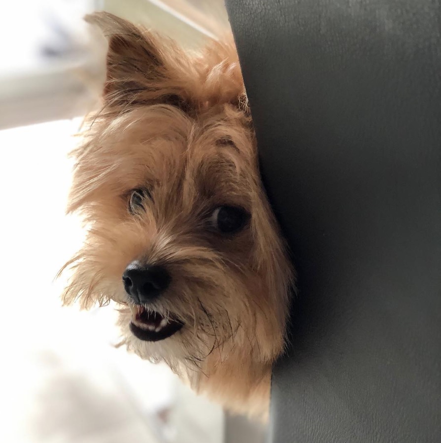 A Yorkipom peeking behind the couch
