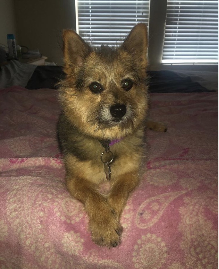 A Yorkeranian dog lying on the bed