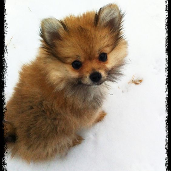 A Porkie dog sitting in snow outdoors