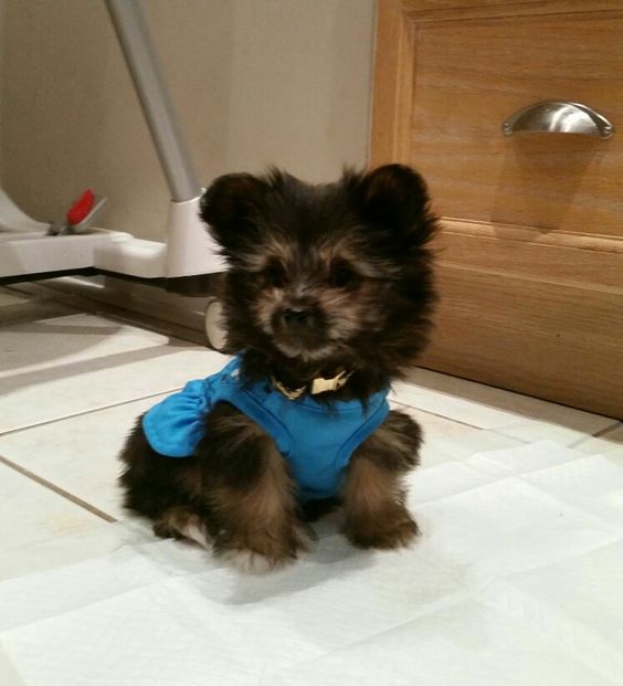 A Porkie wearing blue sleeveless shirt while sitting on the floor