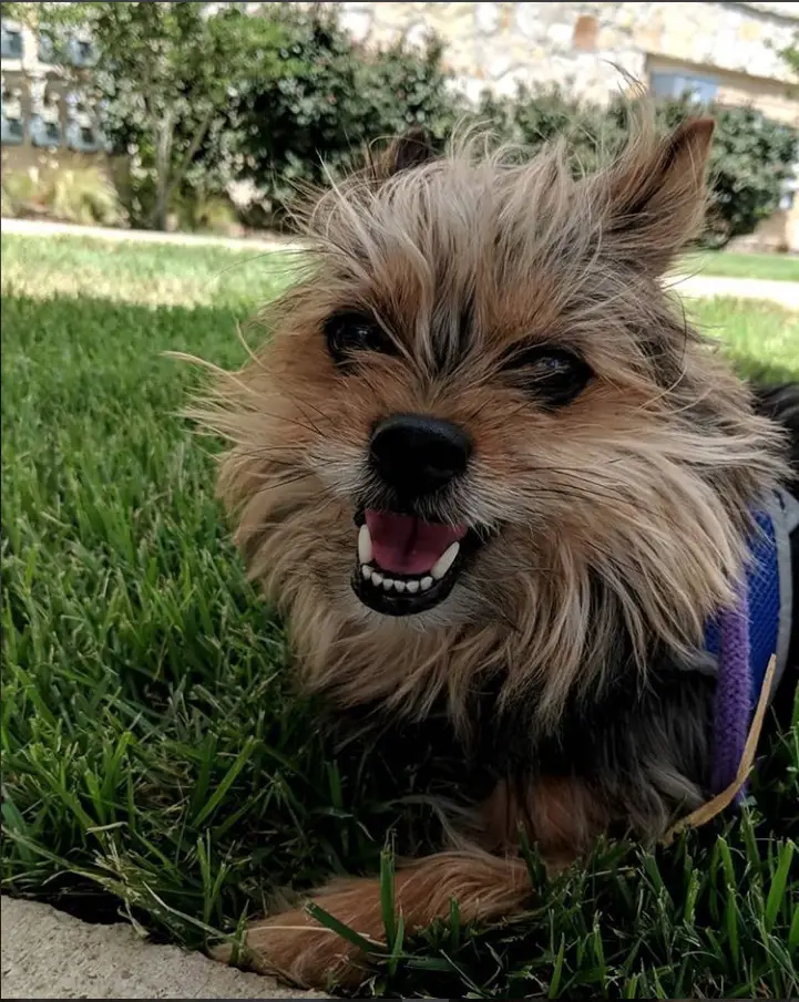 A happy Porkie lying on the grass at the park