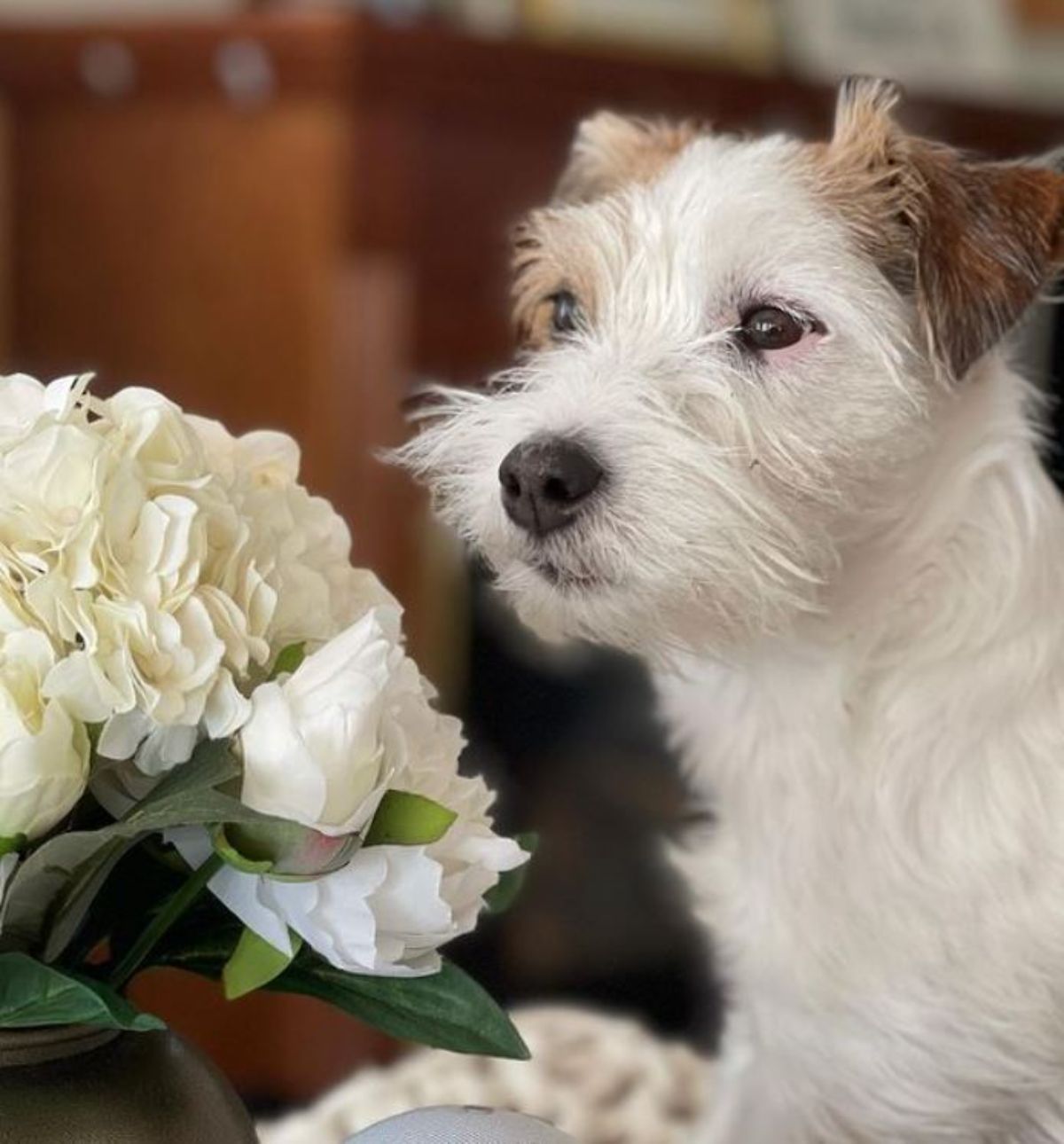 Parson Russell Terrier smelling white flowers