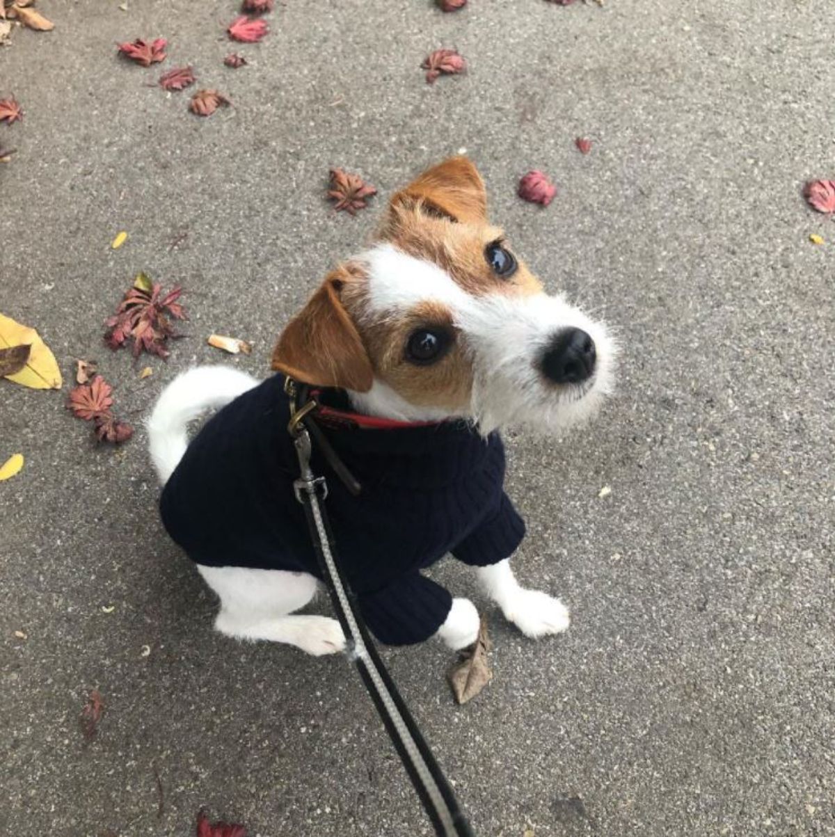 Parson Russell Terrier wearing a black shirt sitting on the ground