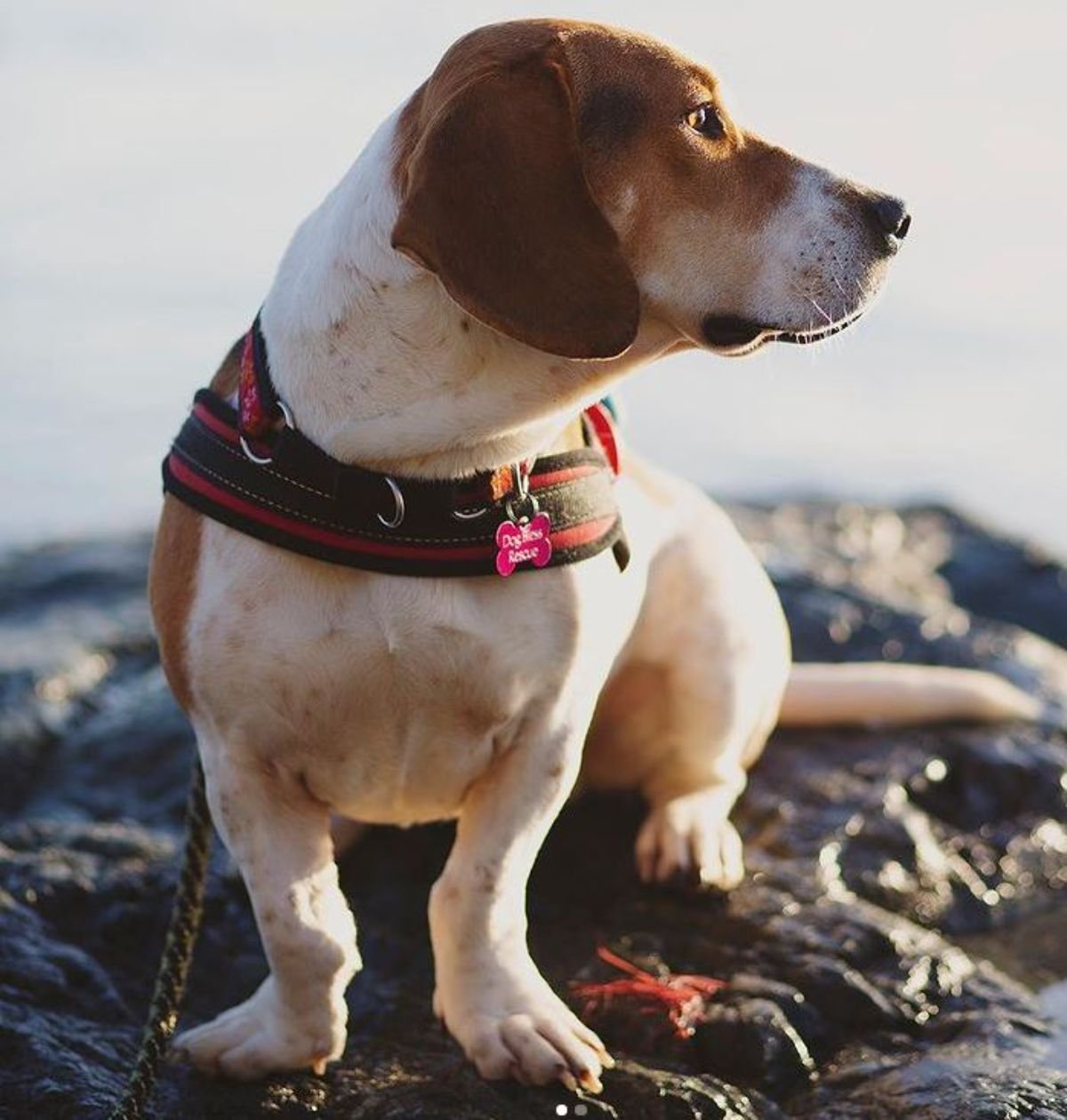Bagle Hound on the rocks by the beach