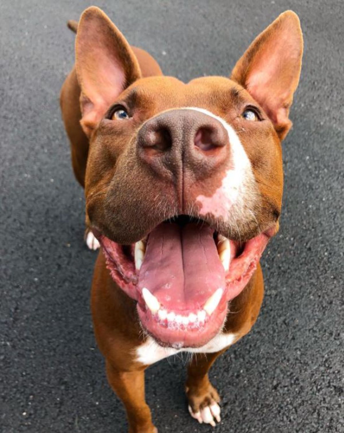 smiling face of a red nose pit bull