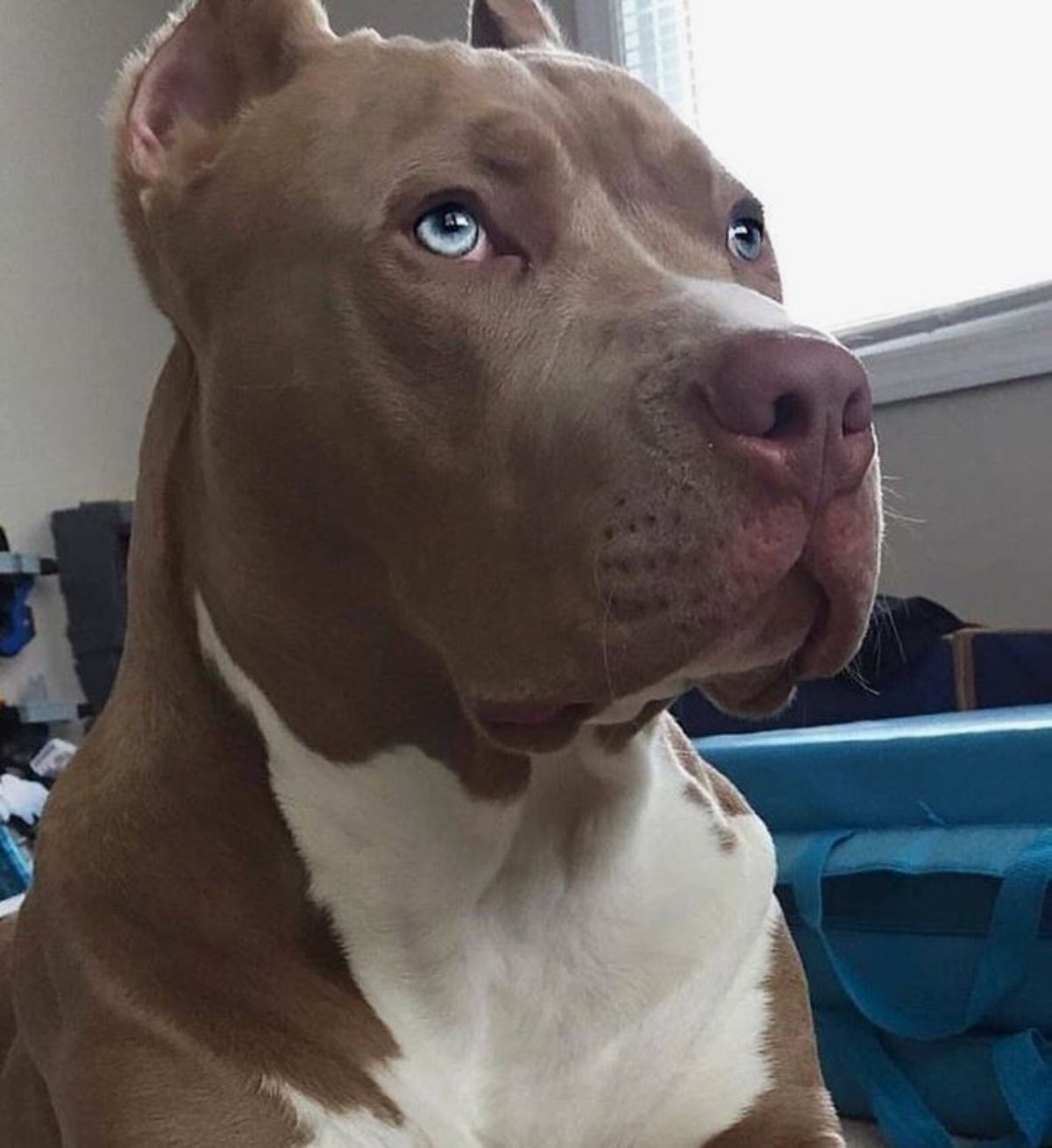 red nose pit bull looking up