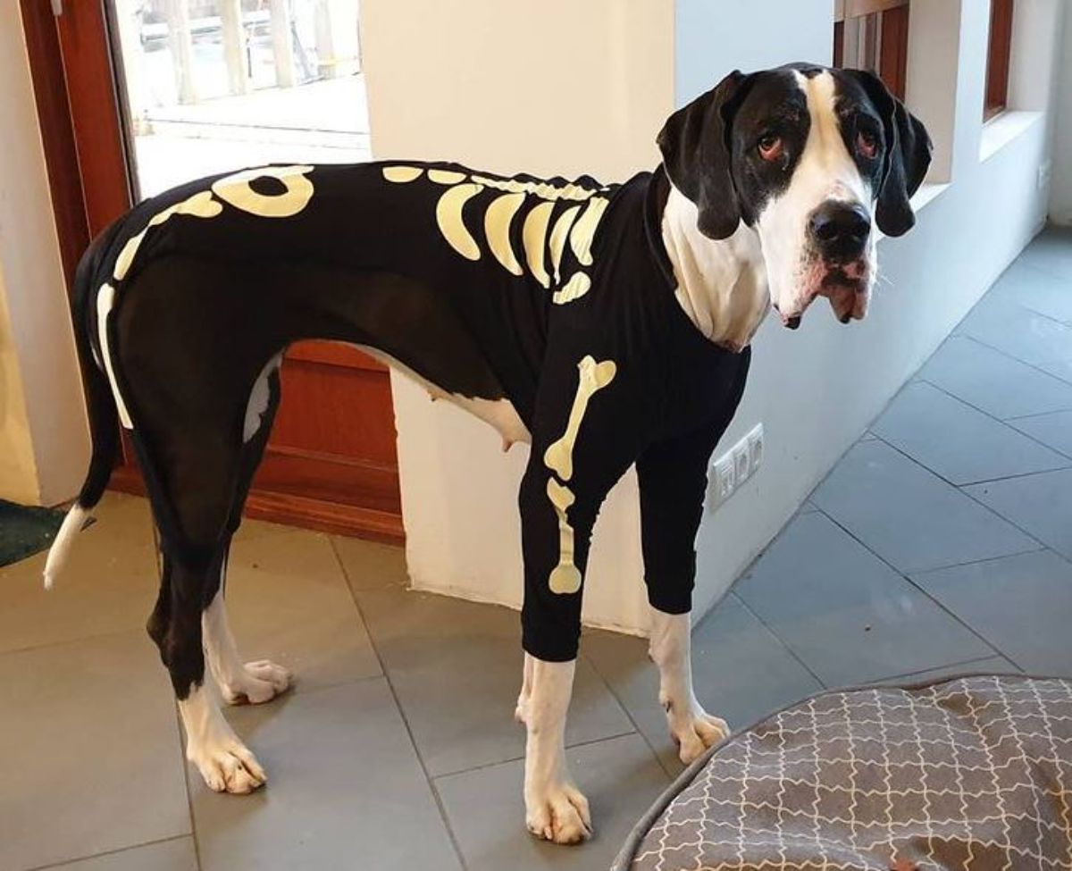 Great Dane in skeleton outfit