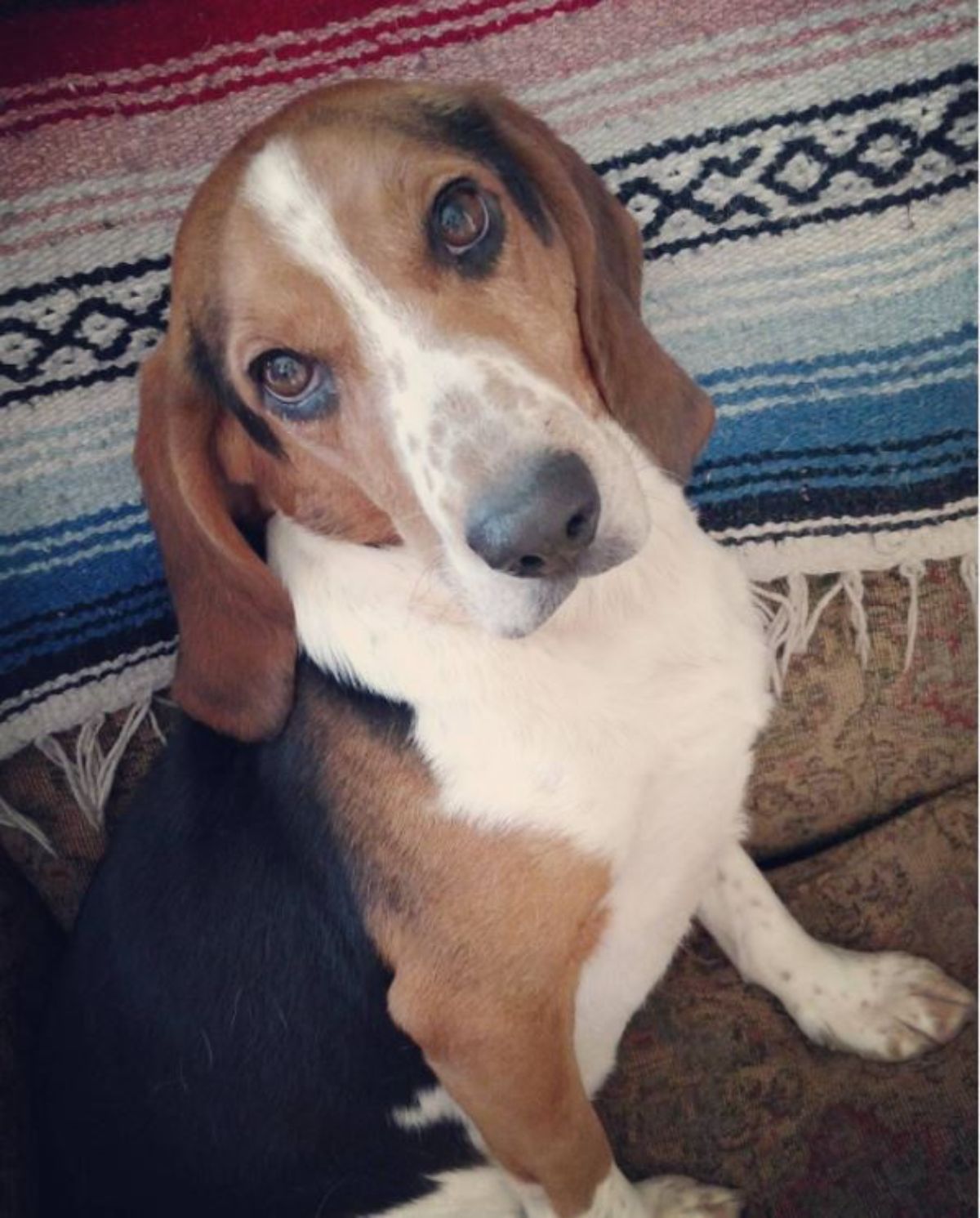 Beagle mixed with basset hound dog sitting on the couch