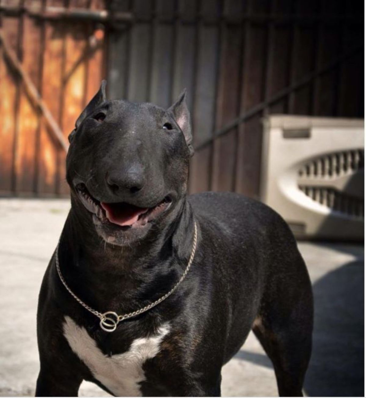 smiling adult Black Bull Terrier