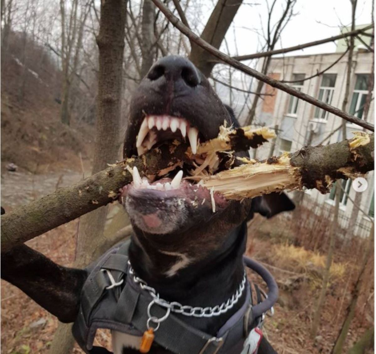 Black Bull Terrier biting the branch of a tree