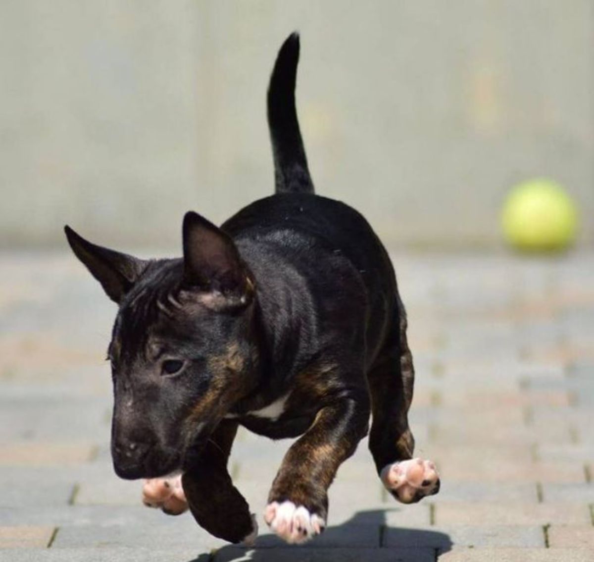 running Black Bull Terrier puppy
