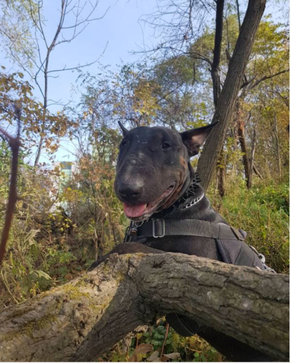 smiling Black Bull Terrier behind the branch of a tree in the forest