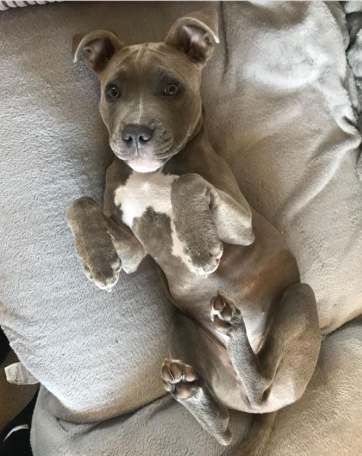 Staffordshire Bull Terrier lying on its back on top a pillow in bed