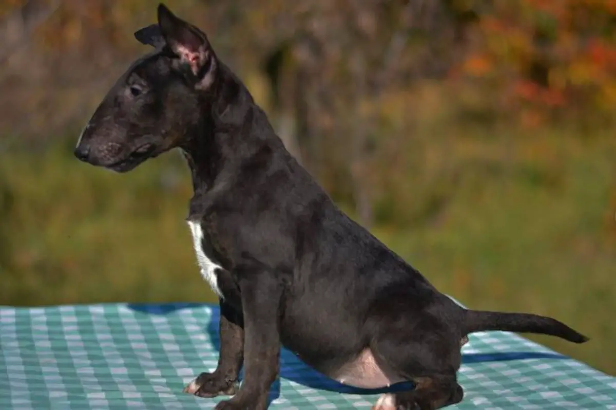 Black Bull Terrier puppy sitting on the table