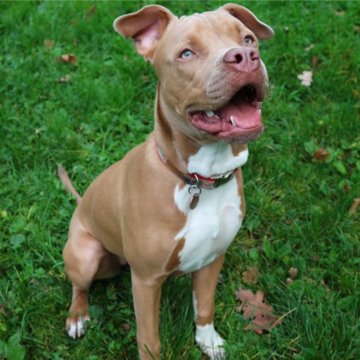 smiling red nose pit bull while sitting on the green grass