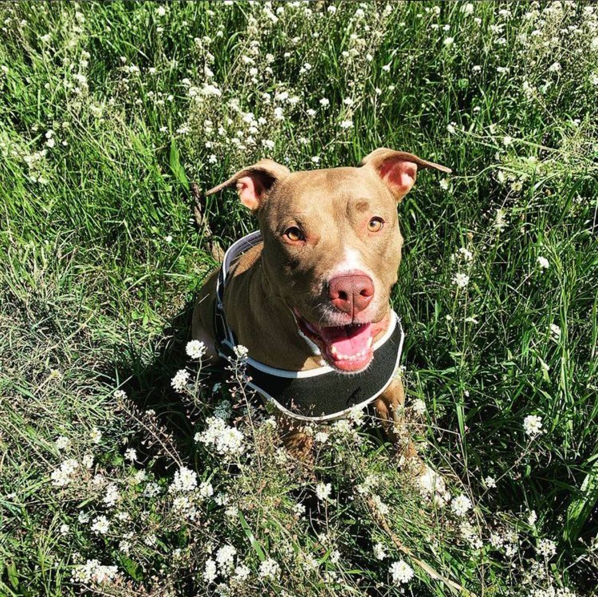 Staffordshire Bull Terrier having fun in the middle of the field of wildflowers
