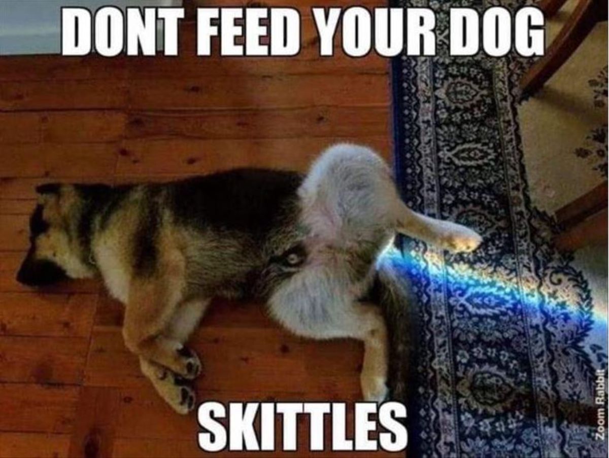 a German Shepherd dog lying down on the floor with a ray of rainbow light coming from its butt photo with a text "Don't feed your dog skittles"