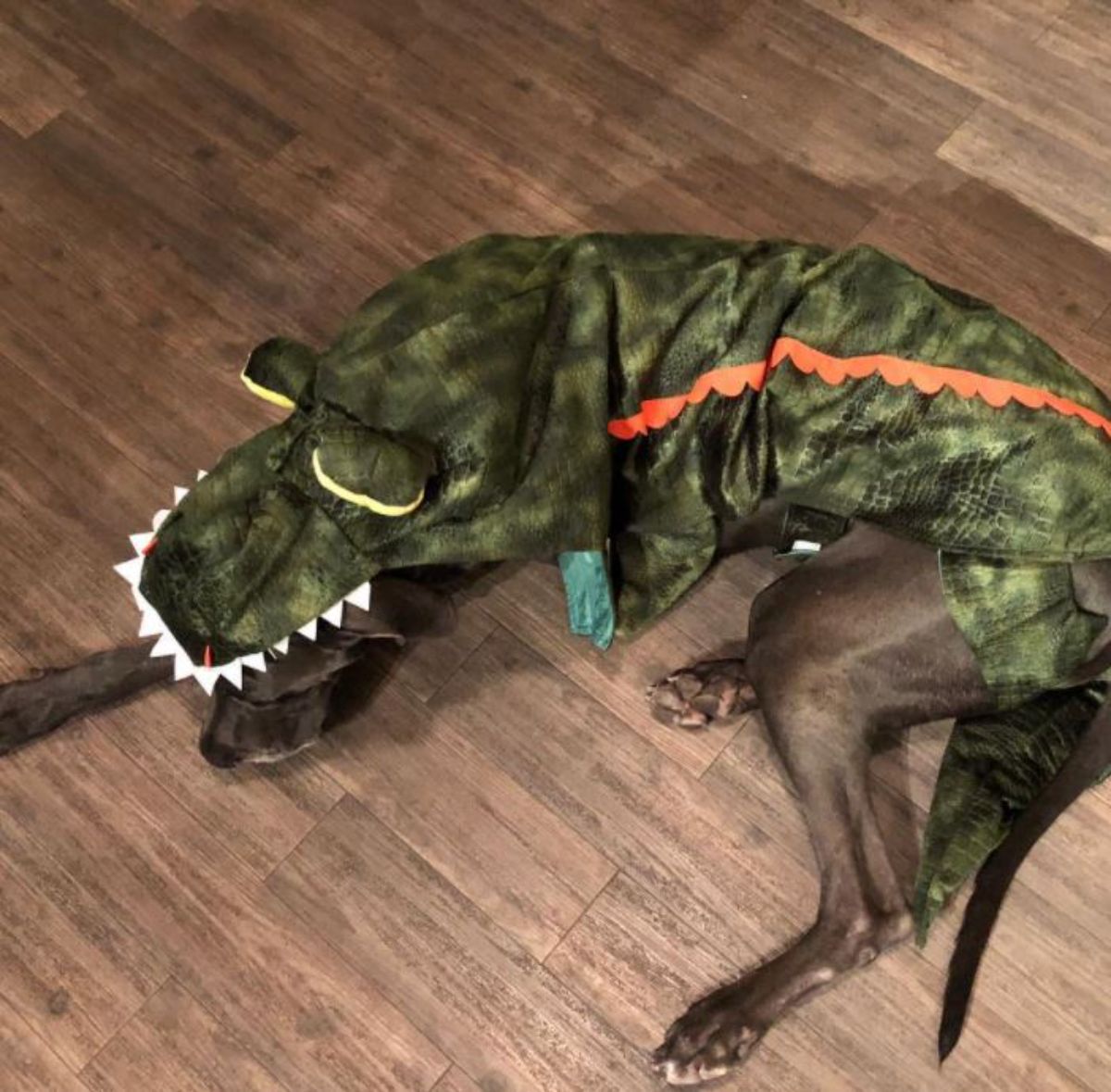 Great Dane lying on the floor in its dinosaur costume