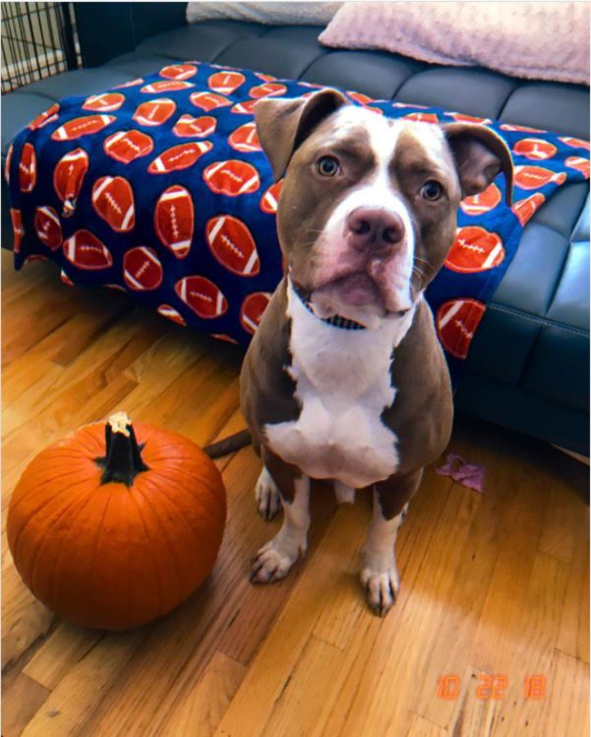 red nose pit bull sitting on the floor beside a pumpkin