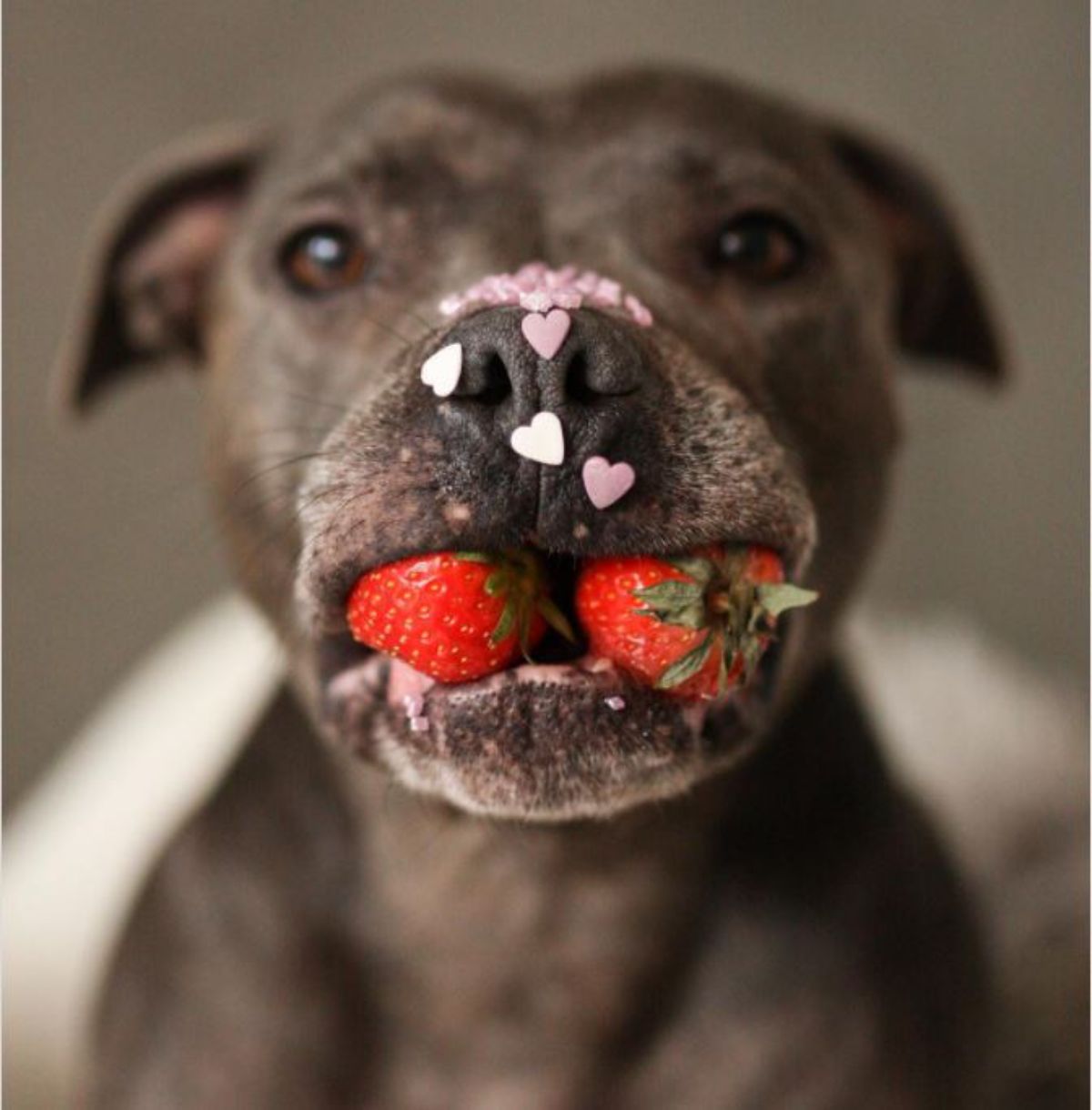 Staffordshire Bull Terrier with two strawberries in its mouth and pink heart sequins on its nose
