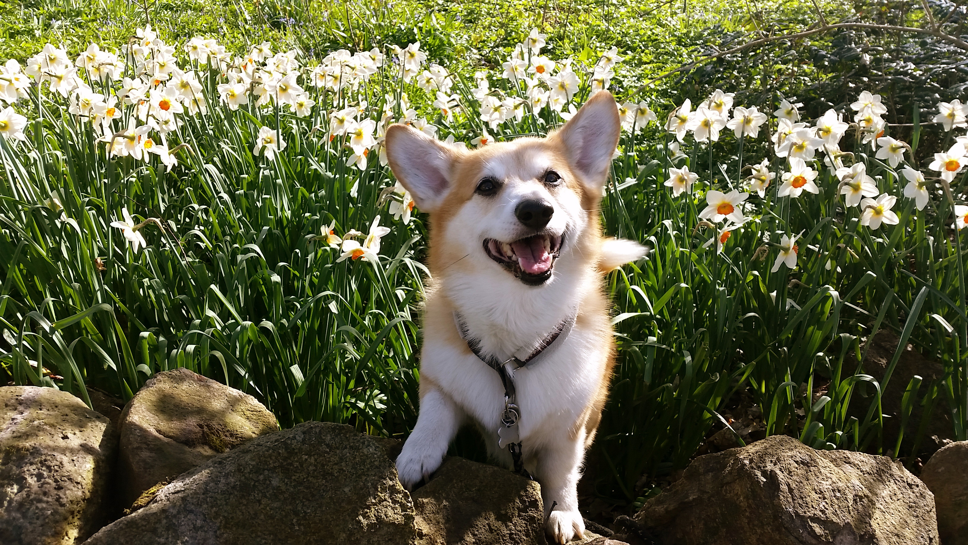 A Corgi named Ares sitting on top of the rocks with flowers behind her