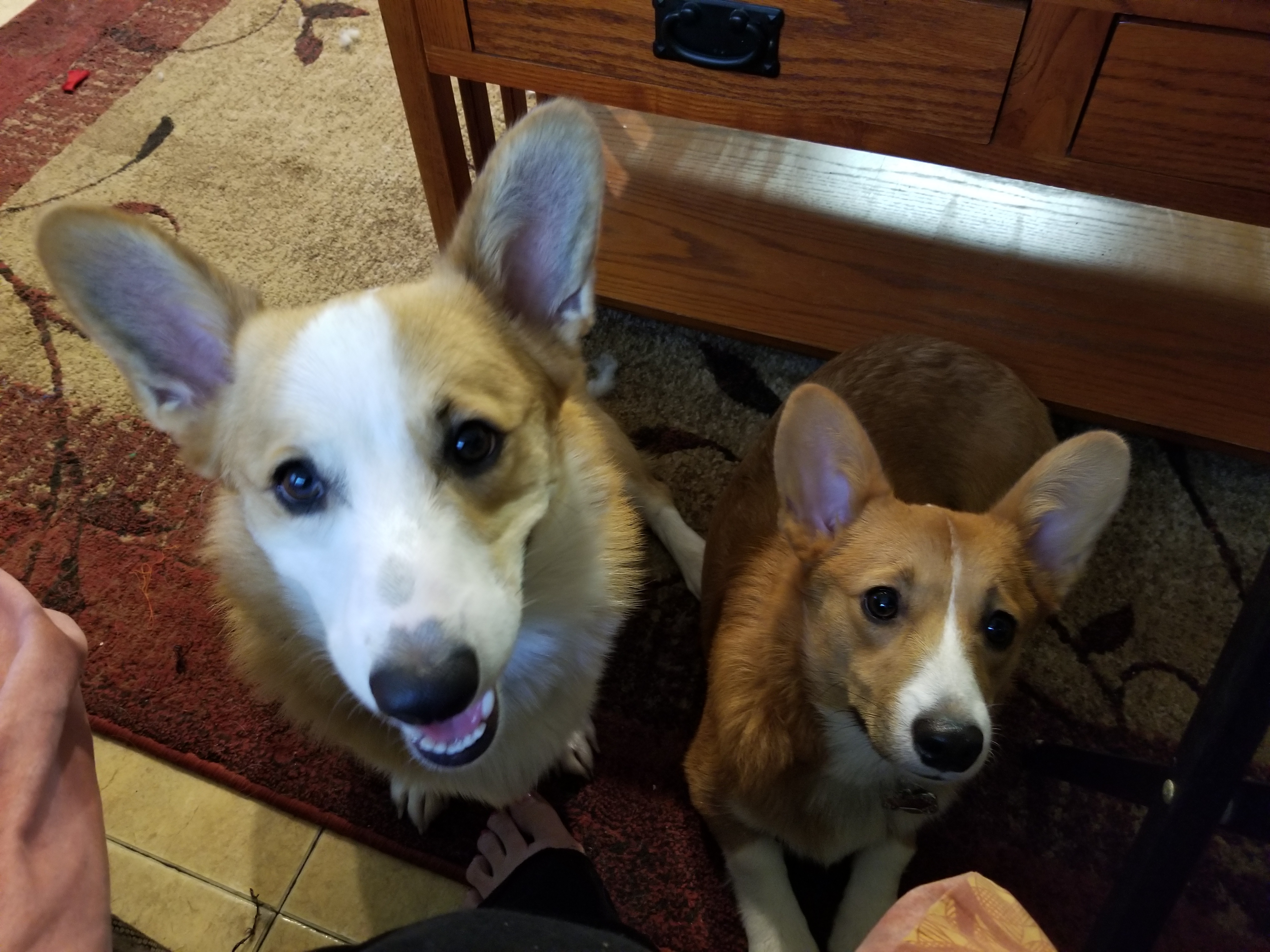 two Corgis named Dexter and Dixie from Ft. Worth sitting on the carpet with their begging faces