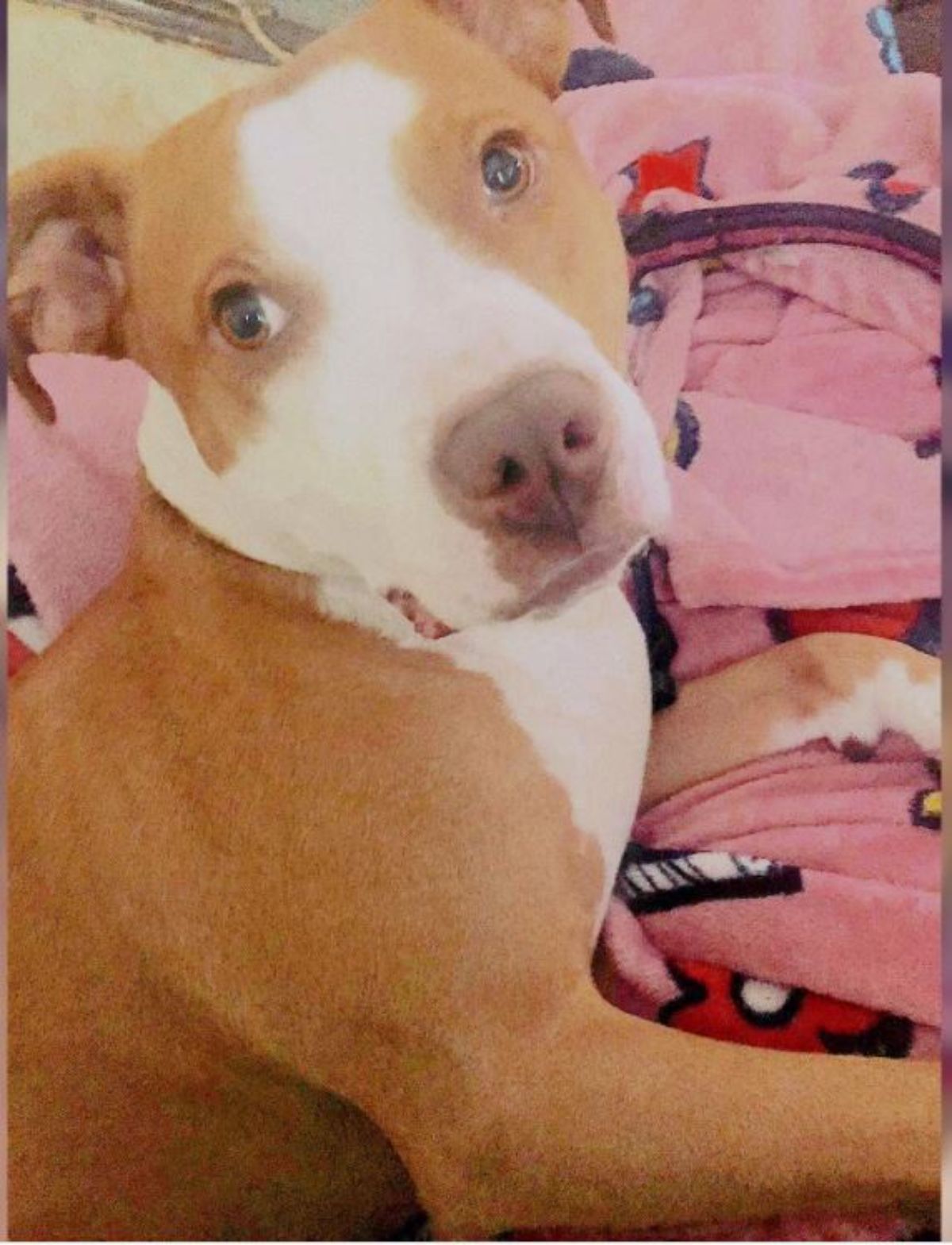 red nose pit bull lying on its bed